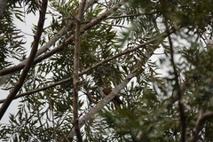 Cacomantis sonneratii