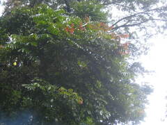 Pometia pinnata