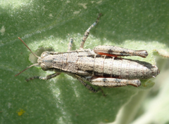 Oedaleonotus phryneicus