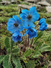 Meconopsis horridula