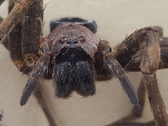 Dolomedes nigrimaculatus