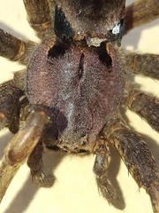 Dolomedes nigrimaculatus