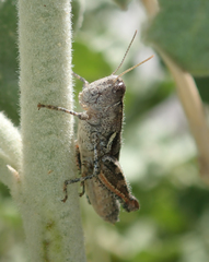 Oedaleonotus phryneicus