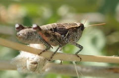 Oedaleonotus phryneicus