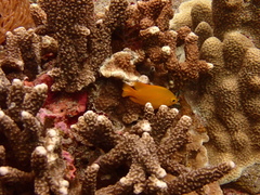 Pomacentrus moluccensis