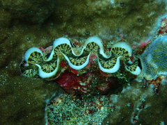 Tridacna noae