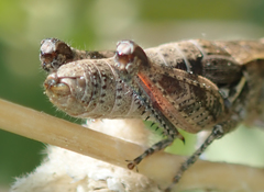 Oedaleonotus phryneicus