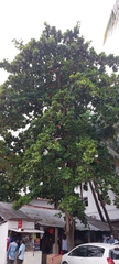 Terminalia catappa