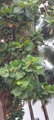 Terminalia catappa