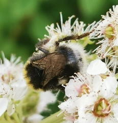 Bombus soroeensis