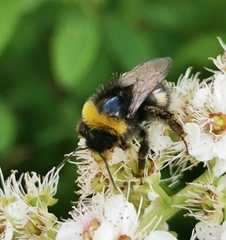 Bombus soroeensis