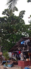 Terminalia catappa