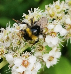 Bombus soroeensis