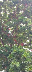 Terminalia catappa