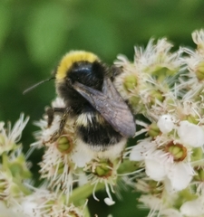 Bombus soroeensis