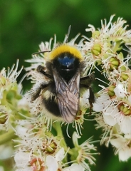 Bombus soroeensis