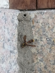 Delta esuriens