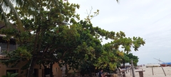 Terminalia catappa