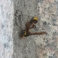 Delta esuriens