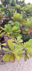 Terminalia catappa
