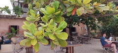 Terminalia catappa