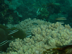 Labroides dimidiatus