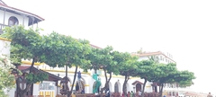 Terminalia catappa