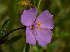 Osbeckia chinensis