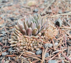 Orostachys spinosa