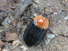 Necrophila brunnicollis