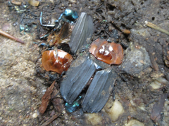 Necrophila brunnicollis