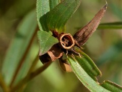 Osbeckia chinensis