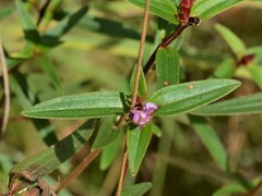 Osbeckia chinensis