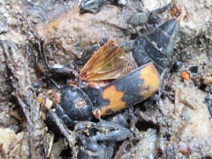 Nicrophorus quadripunctatus