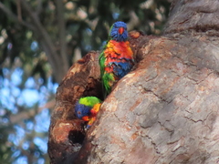 Trichoglossus moluccanus moluccanus
