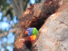 Trichoglossus moluccanus moluccanus