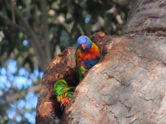 Trichoglossus moluccanus moluccanus