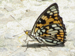 Sephisa princeps