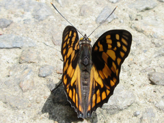 Sephisa princeps