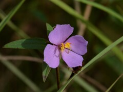 Osbeckia chinensis