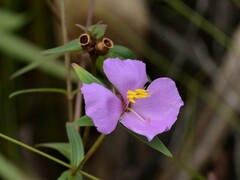 Osbeckia chinensis