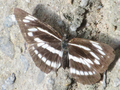 Neptis philyra