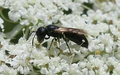 Hylaeus