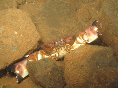 Ozius truncatus