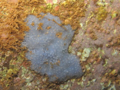 Porifera