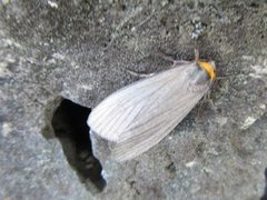 Macrobrochis staudingeri