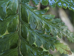 Parapolystichum acuminatum