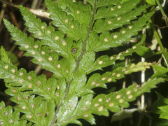 Parapolystichum acuminatum
