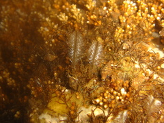 Macrorhynchia philippina