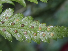 Parapolystichum acuminatum